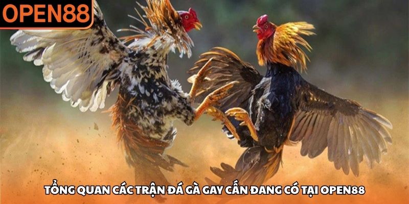 Tổng quan các trận đá gà gay cấn đang có tại OPEN88 Đá gà OPEN88